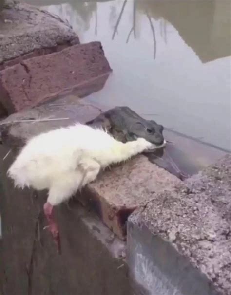 癞蛤蟆吃天鹅肉照片 天鹅飞走了表情包gif