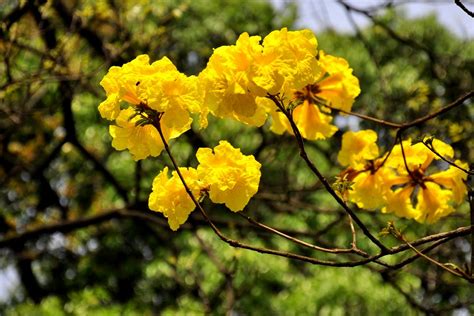 黄花风铃木花语是什么 黄花风铃木花语介绍