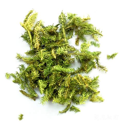 伸筋草的功效与作用 “伸筋草”的功效及其应用