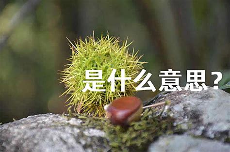 ˵ӹʲô˼ 