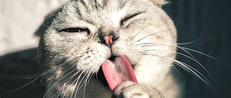 女孩国庆假期帮喂猫日赚600 主要任务是喂食换水清洁餐具更换猫砂