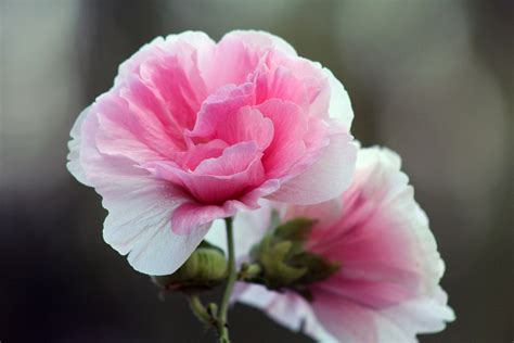 芙蓉花是冬天开的吗 芙蓉花是什么季节的花
