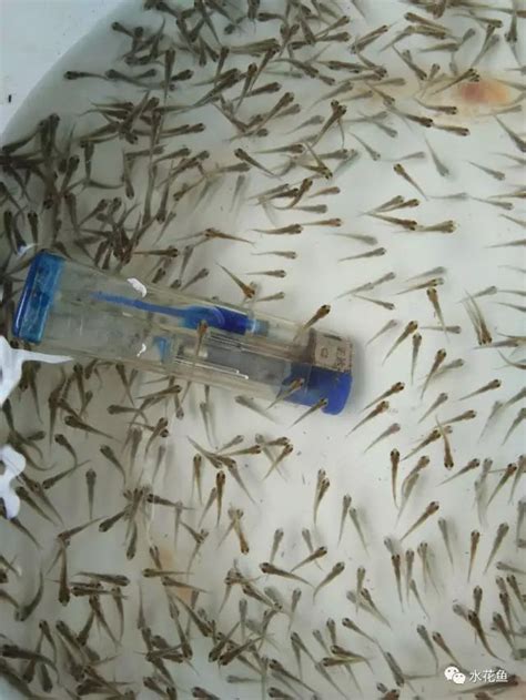 鱼苗吃什么