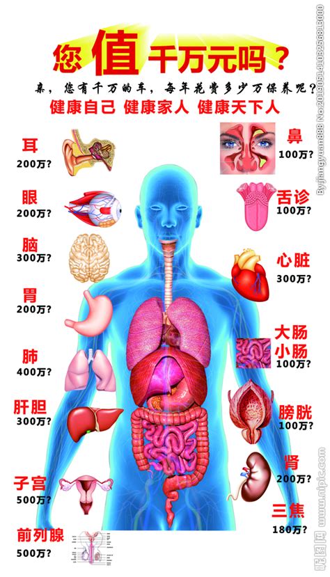 最详细的人身36个器官名称,皮肤人体是最大的器官