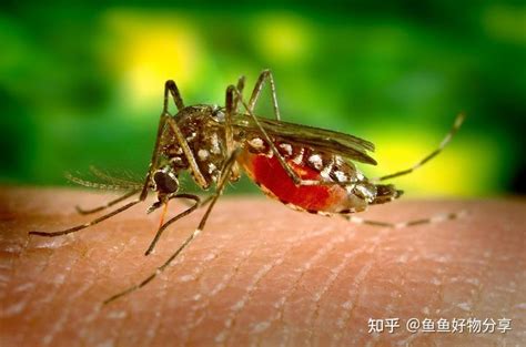 蚊子喜欢咬什么人,这3类人最吸引蚊子