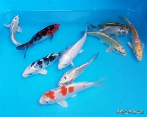 锦鲤吸水什么意思:锦鲤吸水寓意及做法,锦鲤吸水好处