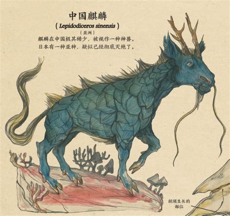 麒麟是几级保护动物,二级保护动物/麒麟也就是鬣羚
