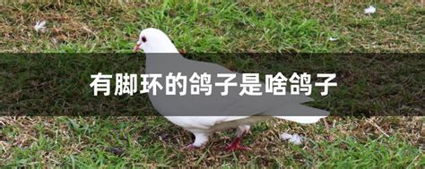 鸽子脚上有两个环是干什么用的(鸽子两个脚环代表什么)