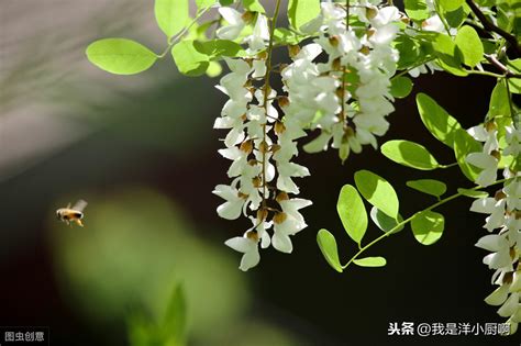 槐花怎么保存时间长 有三种保存方法(冷冻保存法)