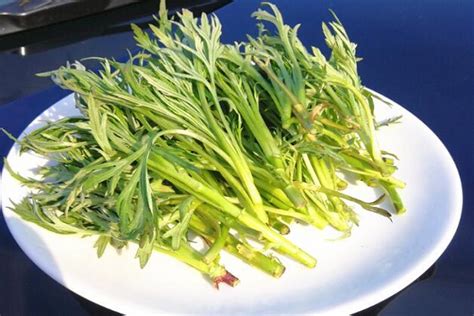柳蒿芽的功效与作用禁忌,排毒去火/开胃消食但性寒不能吃多