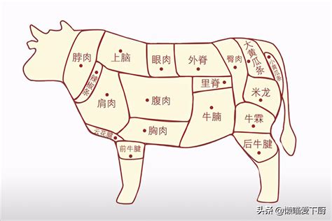 牛板筋是牛的哪个部位,牛背两块连接全身运动肌肉的主大筋