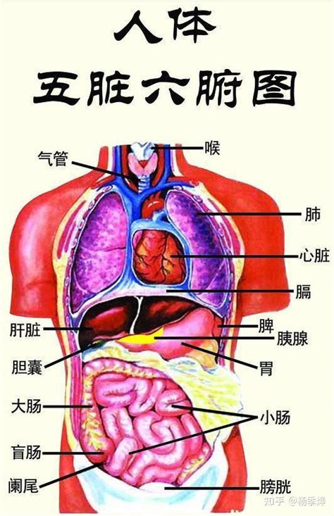 人体解剖图各器官位置图高清,内脏器官位置分布图及功能介绍