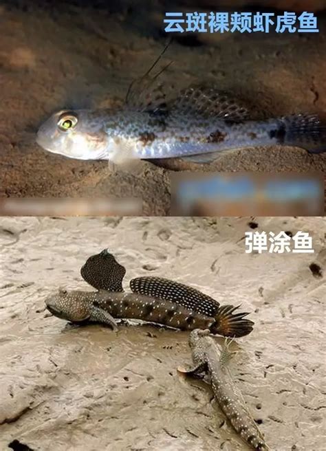 哪一种神奇的鱼能在陆地上生活还会爬树?蚂蚁庄园今日答案公布