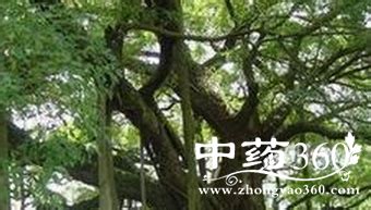 榕树皮的功效与作用