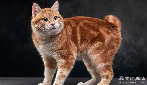 俄罗斯猫的品种有哪些 一共有八种猫(千岛短尾猫好养)
