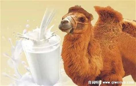 ����������ʲô�۸�400