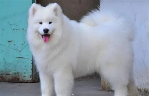 ��ĦҮȮ����Ǯһֻ����ͨ1500