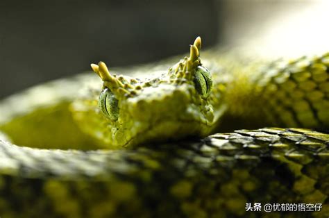 ���������������ߣ���������(��������������һ��������)