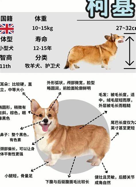 һֻ�»����̴�Ŷ���Ǯһֻ����